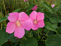 30 Hibiscus moscheutos Seeds - Swamp Rose Mallow Crimson-Eyed Rosemallow