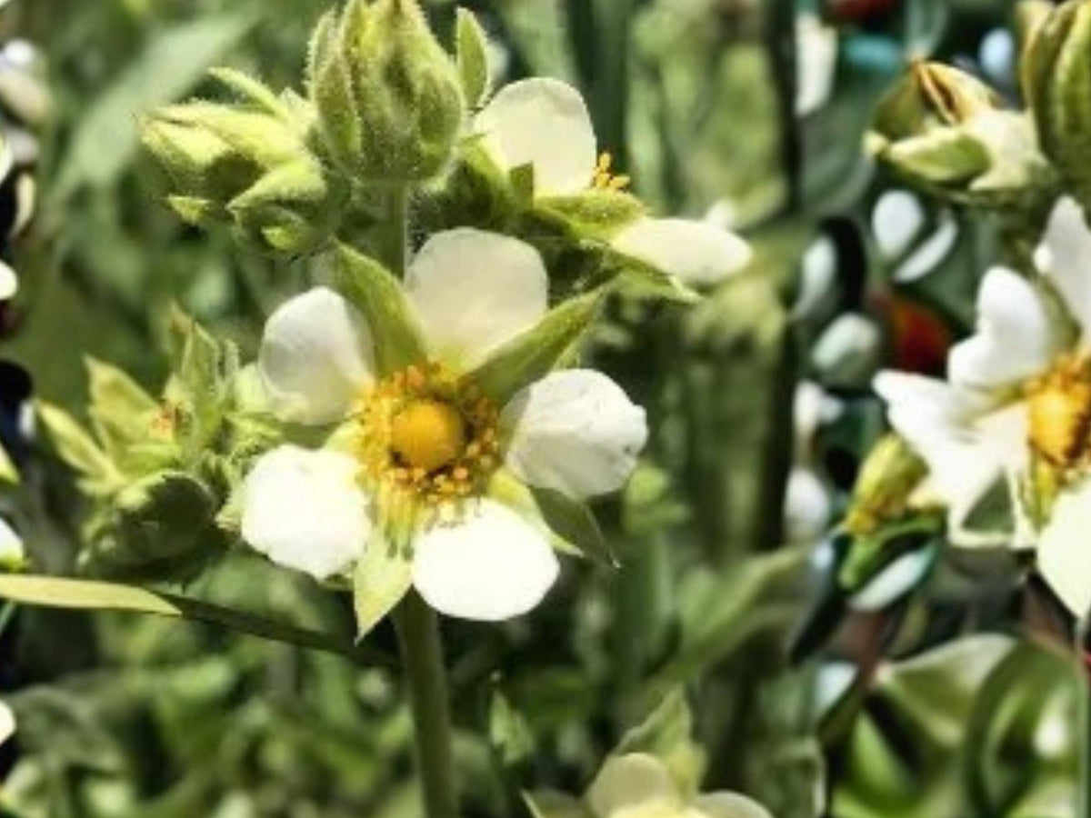 Prairie Cinquefoil Seeds – Drymocallis arguta Native Perennial Wildflower – 500 Seeds