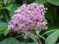 100 Hollow Joe Pye Weed Seeds - Eutrochium fistulosum Native Perennial Wildflower