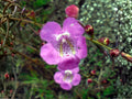 250 Slender False Foxglove Seeds - Agalinis tenuifolia Native Wildflower
