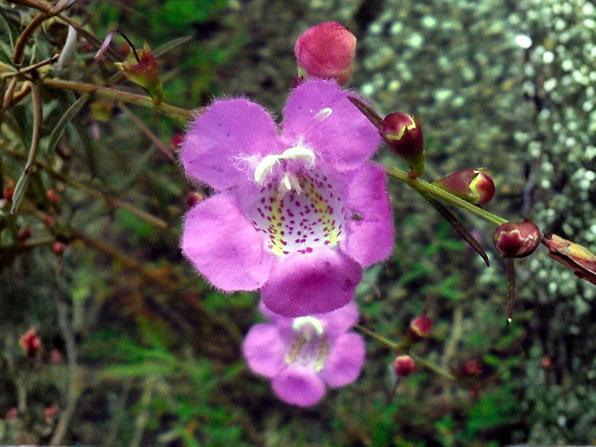 250 Slender False Foxglove Seeds - Agalinis tenuifolia Native Wildflower