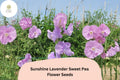 Sunshine Lavender Sweet Pea Seeds – 50 Lathyrus odoratus Climbing Vine Seeds for Garden Planting