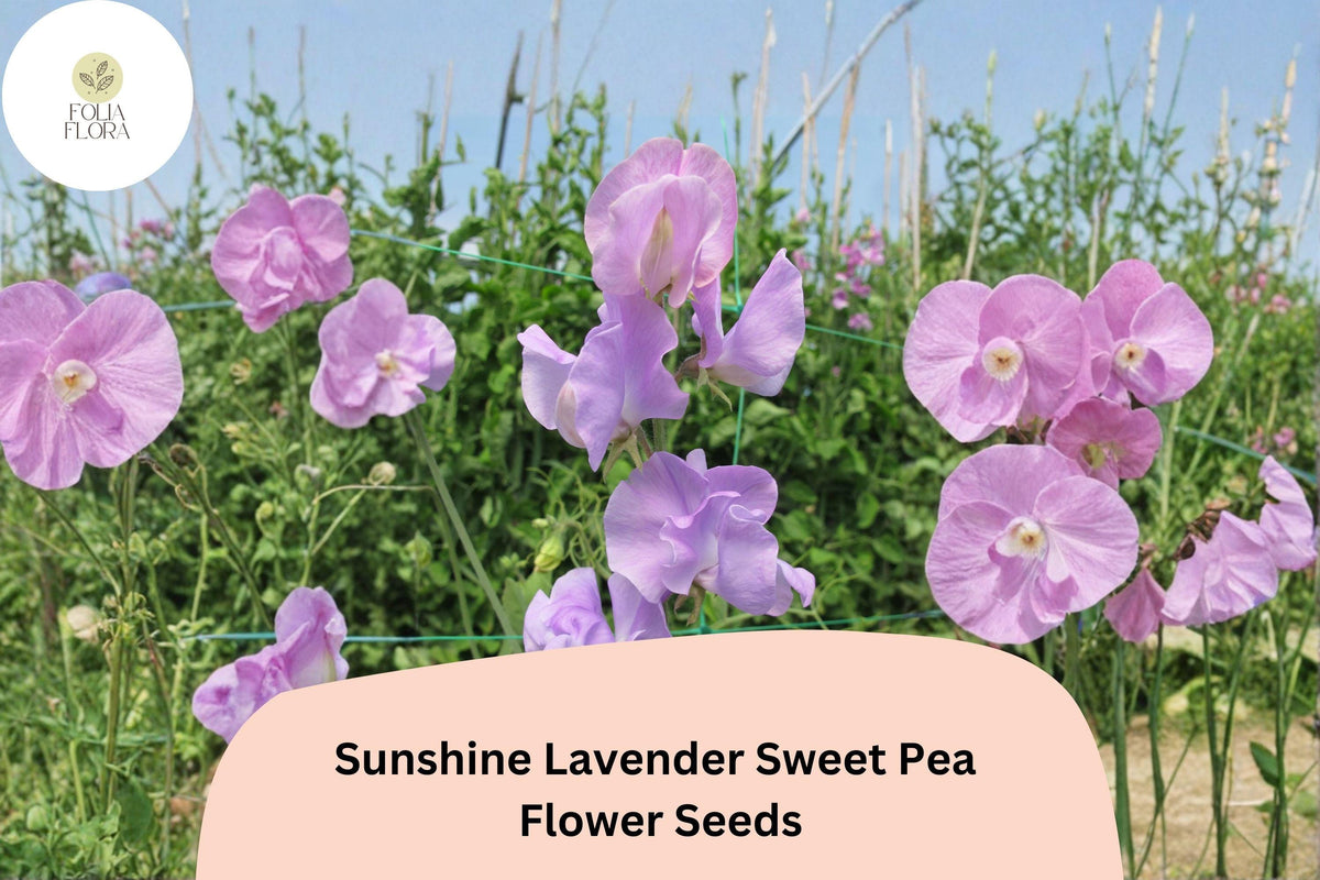 Sunshine Lavender Sweet Pea Seeds – 50 Lathyrus odoratus Climbing Vine Seeds for Garden Planting