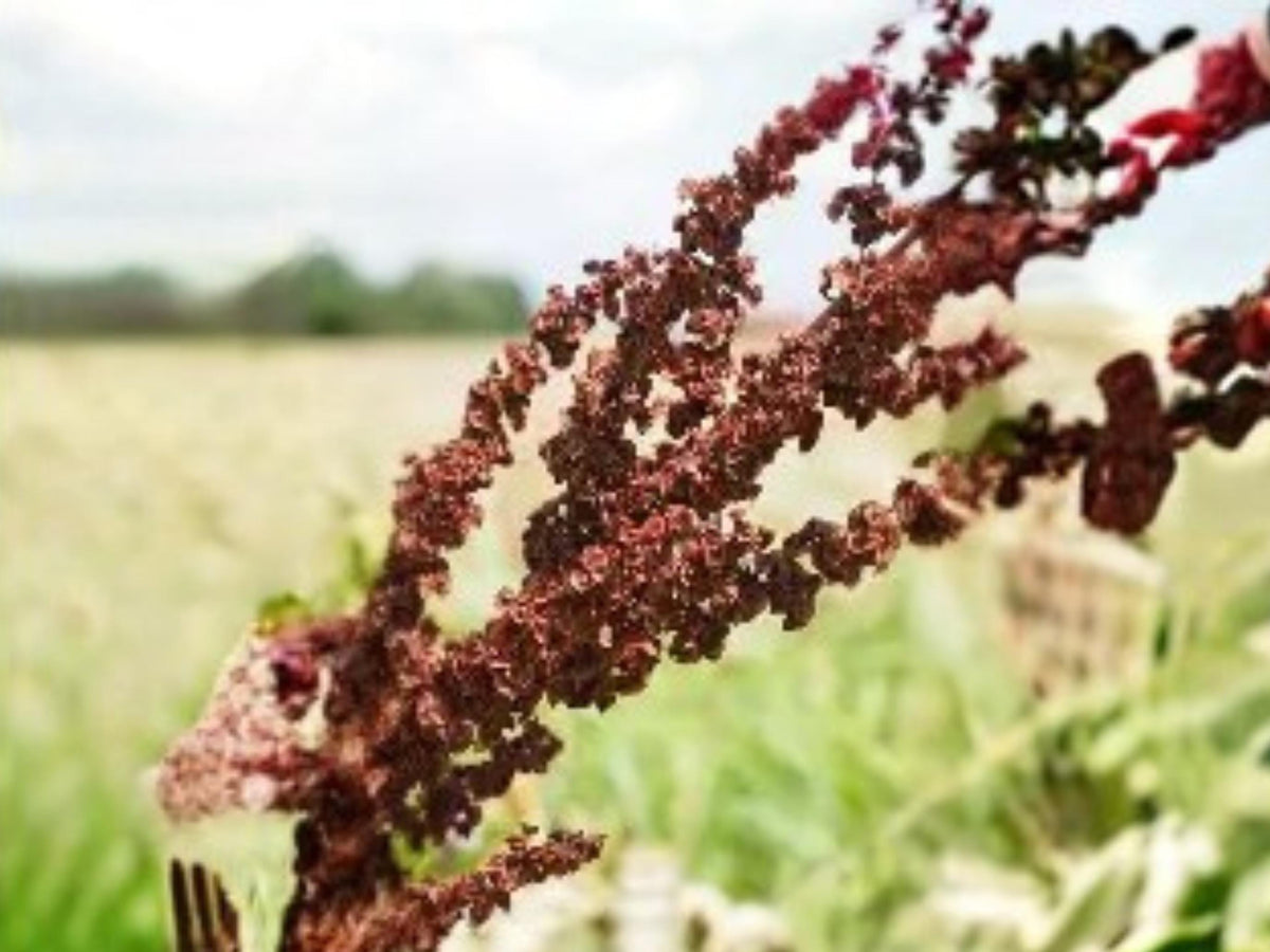Rumex orbiculatus Great Water Dock Seeds – Native Wetland & Rain Garden Plant, 100 Seeds