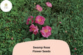 Rosa palustris Swamp Rose Seeds - 30 Native Pink Flowering Shrub Seeds