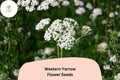 Western Yarrow Seeds - Achillea millefolium occidentalis Native White Flowers (500 Seeds)