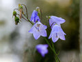 100 Campanula rotundifolia Seeds - Harebells Bluebell of Scotland Perennial Wildflower