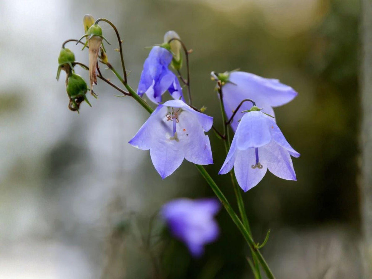 100 Campanula rotundifolia Seeds - Harebells Bluebell of Scotland Perennial Wildflower
