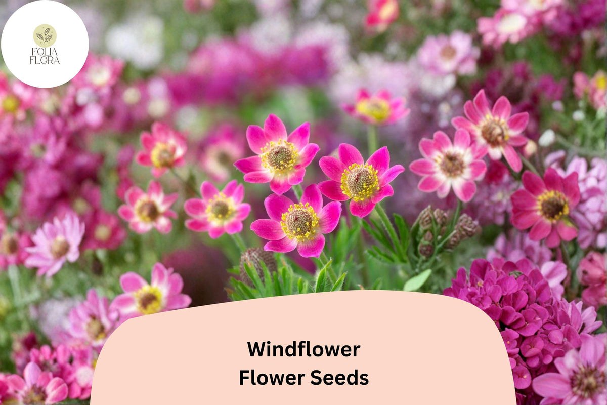 Anemone multifida Seeds - Windflower Native Perennial Blooms (100 Seeds)