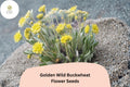 Golden Wild Buckwheat Seeds - Eriogonum flavum Native Yellow Blooms (50 Seeds)