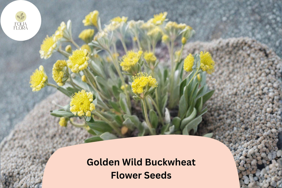 Golden Wild Buckwheat Seeds - Eriogonum flavum Native Yellow Blooms (50 Seeds)