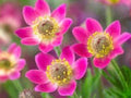 Anemone multifida Windflower Seeds – Native Perennial for Alpine & Rock Gardens – 100 Seeds