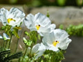 Argemone polyanthemos Prickly Poppy Native Wildflower 15 Seeds
