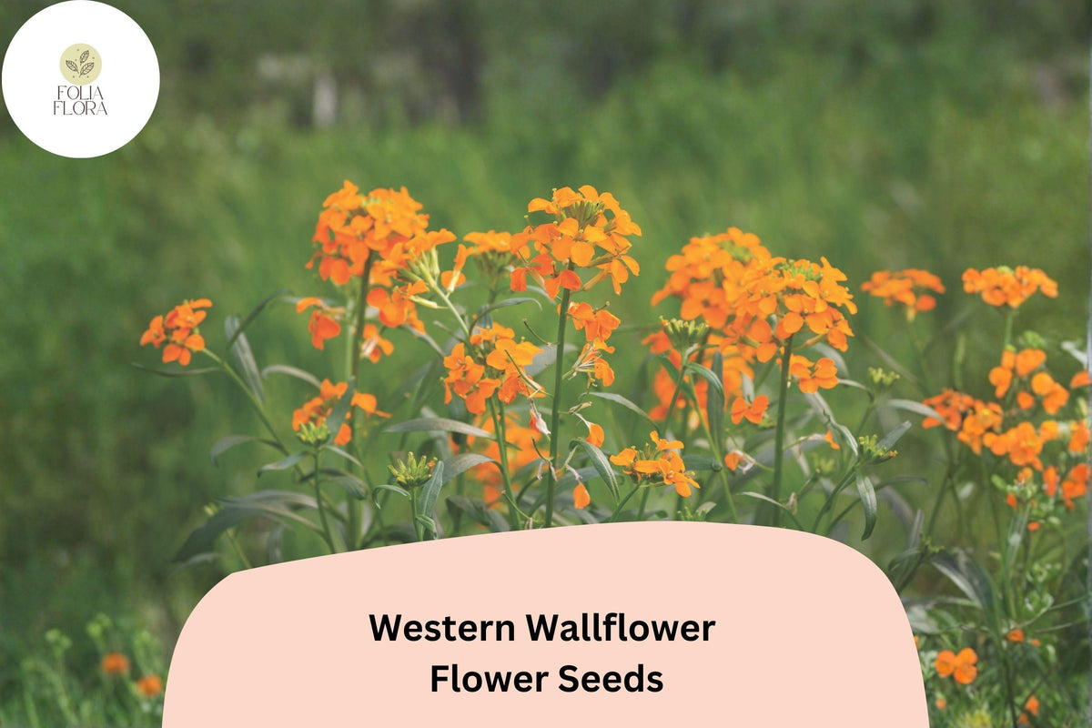 Erysimum capitatum Seeds - Western Wallflower Native Orange Yellow Blooms (100 Seeds)