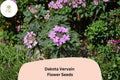 Glandularia bipinnatifida Seeds - Dakota Vervain Native Purple Blooms (50 Seeds)