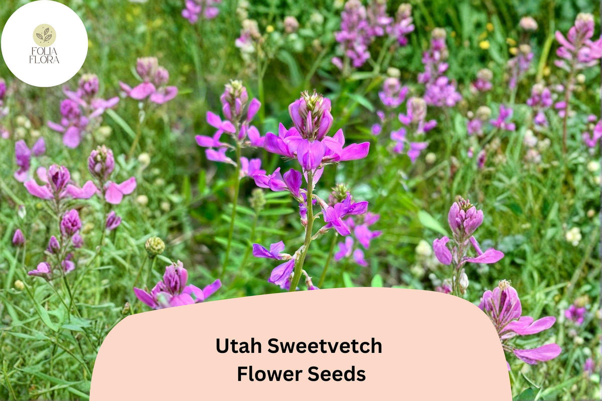Hedysarum boreale Seeds - Utah Sweetvetch Native Pink Purple Blooms (25 Seeds)