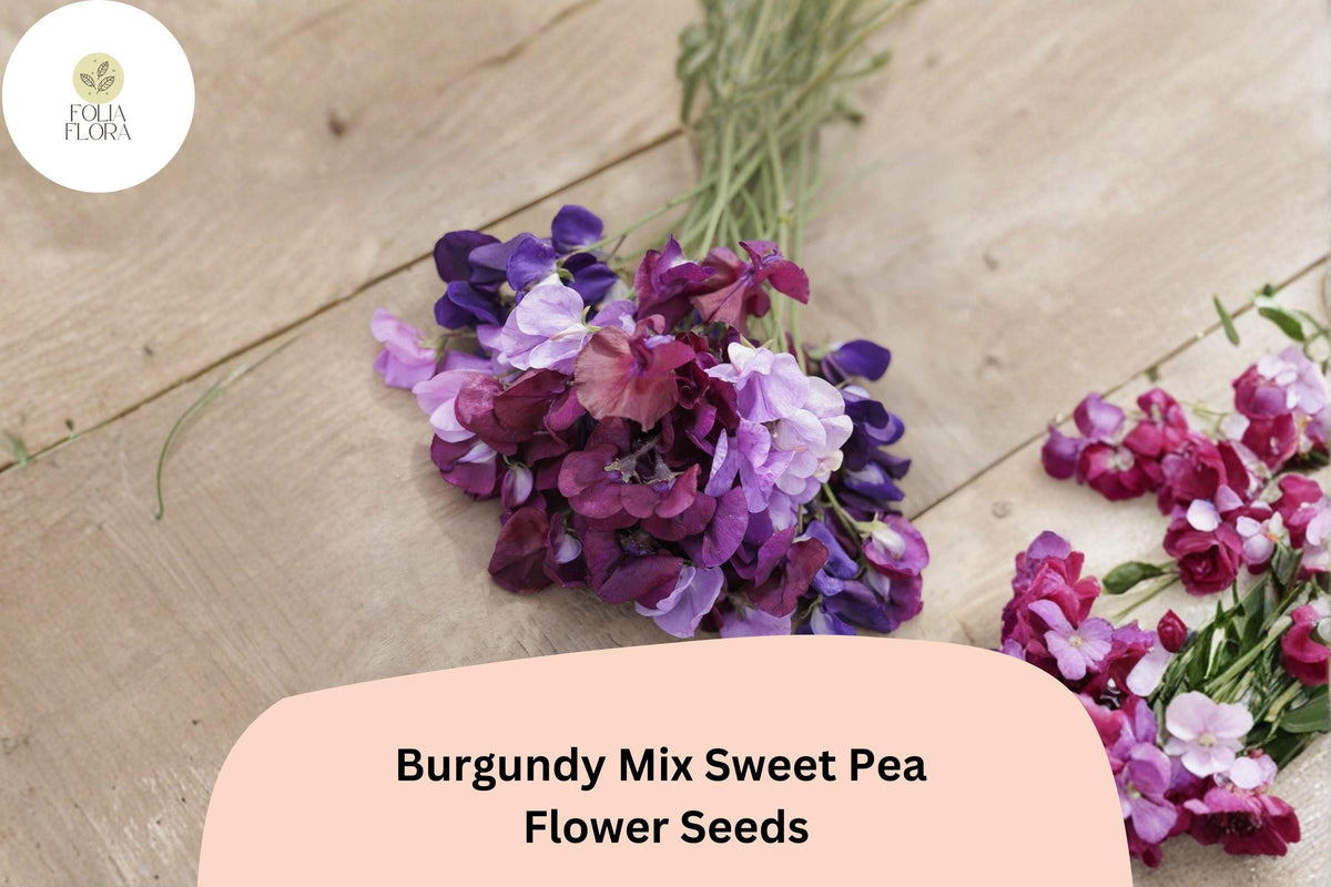 Burgundy Sweet Pea Seeds – Climbing Lathyrus odoratus (50 Seeds)