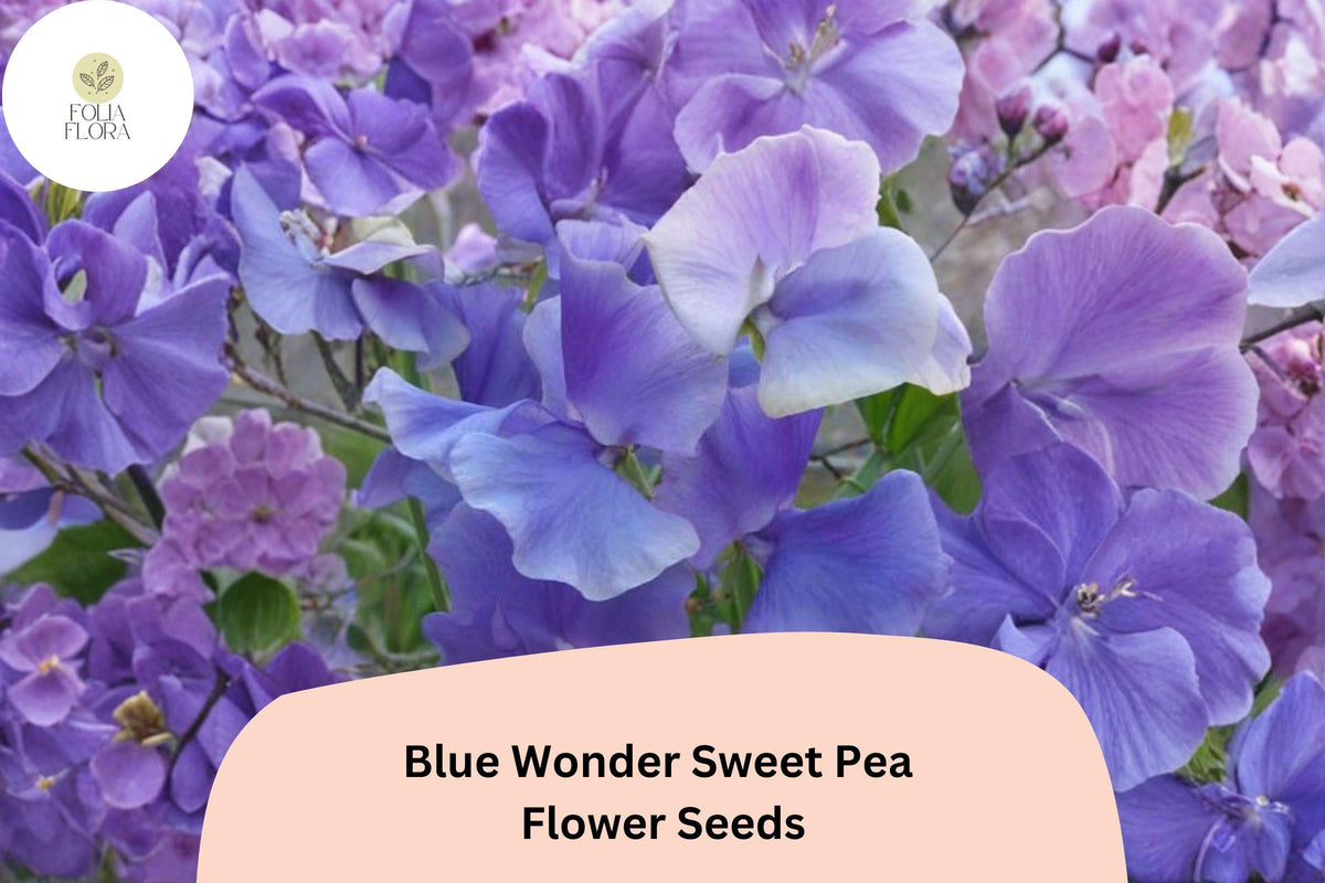 Blue Wonder Sweet Pea Seeds – Climbing Lathyrus odoratus (50 Seeds)