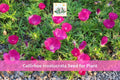 15 Seeds Purple Poppy Mallow Callirhoe involucrata Native Magenta Wildflower Drought Tolerant Perennial