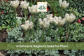 100 Seeds Prairie Pussytoes Antennaria neglecta Native Groundcover Drought Tolerant Perennial