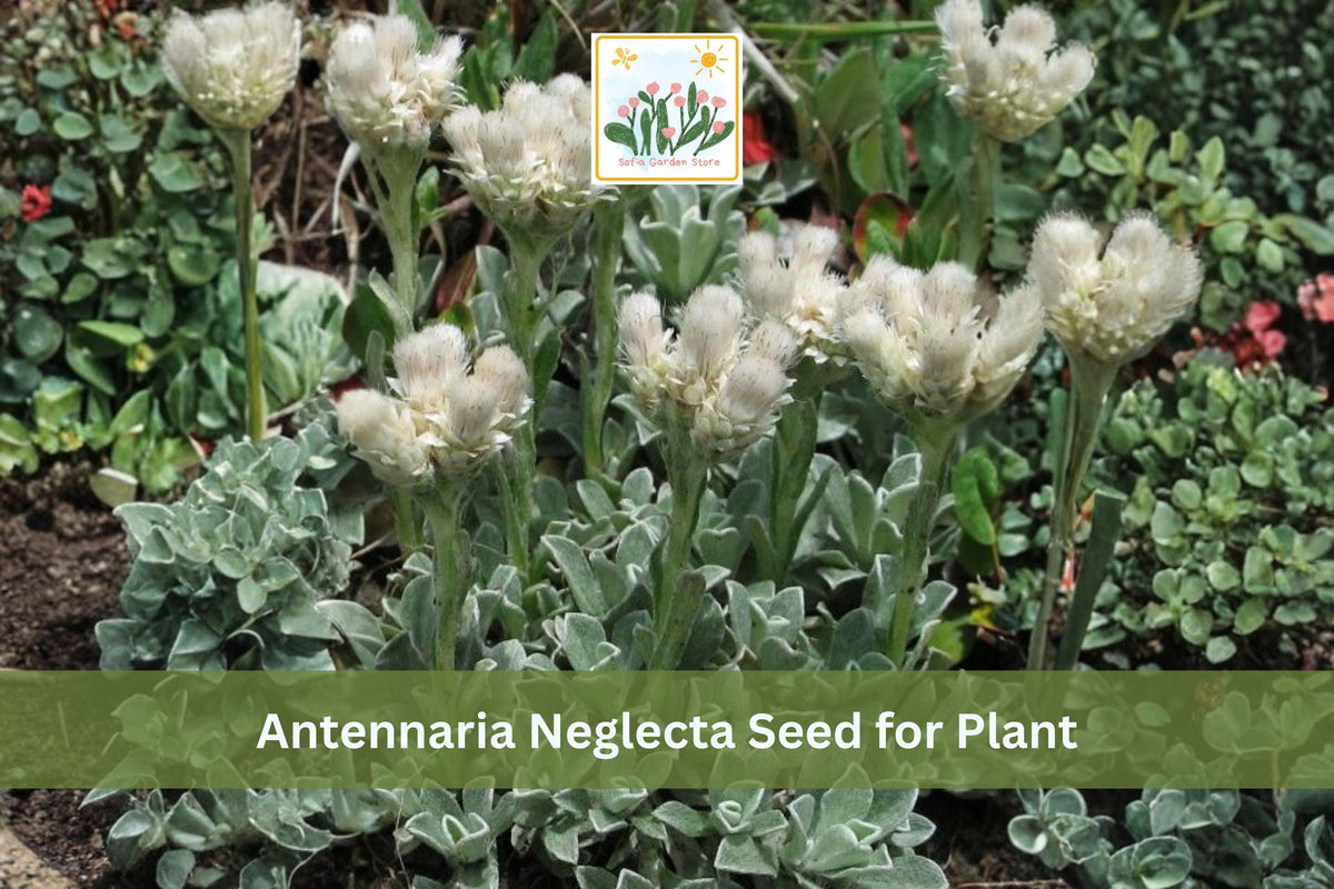 100 Seeds Prairie Pussytoes Antennaria neglecta Native Groundcover Drought Tolerant Perennial