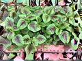 Red Beauty Amaranth Seeds – Edible Tricolor Leaf Vegetable (500 Seeds)