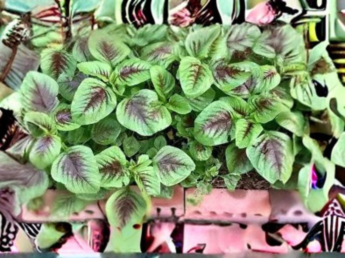 Red Beauty Amaranth Seeds – Edible Tricolor Leaf Vegetable (500 Seeds)