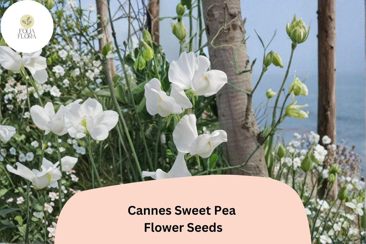 Cannes Sweet Pea Seeds – Lathyrus odoratus Tall Climbing Annual Flower Vine (50 Seeds)