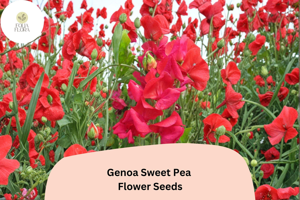 Genoa Sweet Pea Seeds - 50 Lathyrus odoratus Tall Climbing Annual Flower Vine Seeds