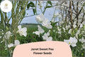 Janet Sweet Pea Seeds - White Lathyrus odoratus Tall Climbing Flower Vine (50 Seeds)