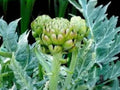 Green Globe Artichoke Seeds – Heirloom Perennial Vegetable, 10 Seeds