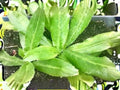 Culantro Seeds – Ngo Gai Vietnamese Herb, Recao, Heat Tolerant, 100 Seeds