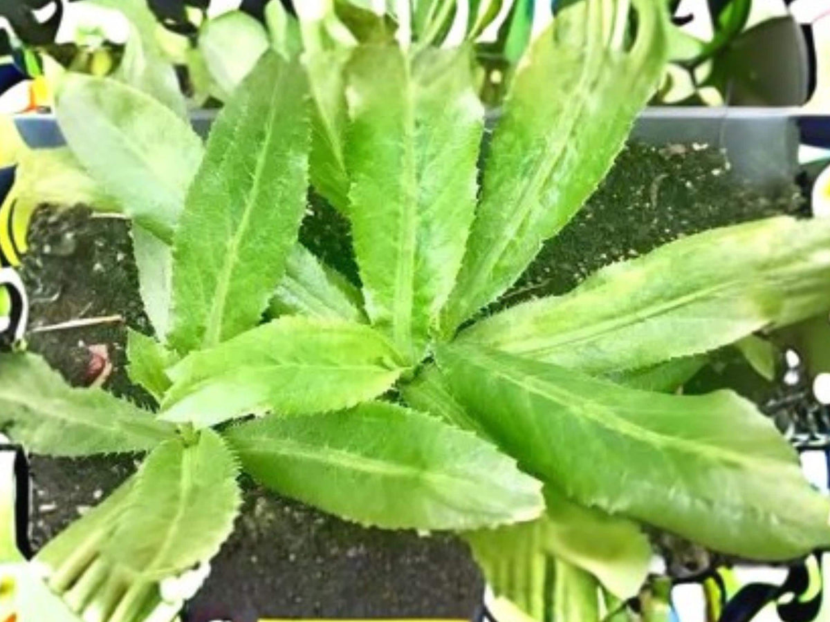 Culantro Seeds – Ngo Gai Vietnamese Herb, Recao, Heat Tolerant, 100 Seeds