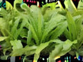 Asparagus Lettuce Seeds - New Yu Mai Chinese Celtuce - 200 Seeds