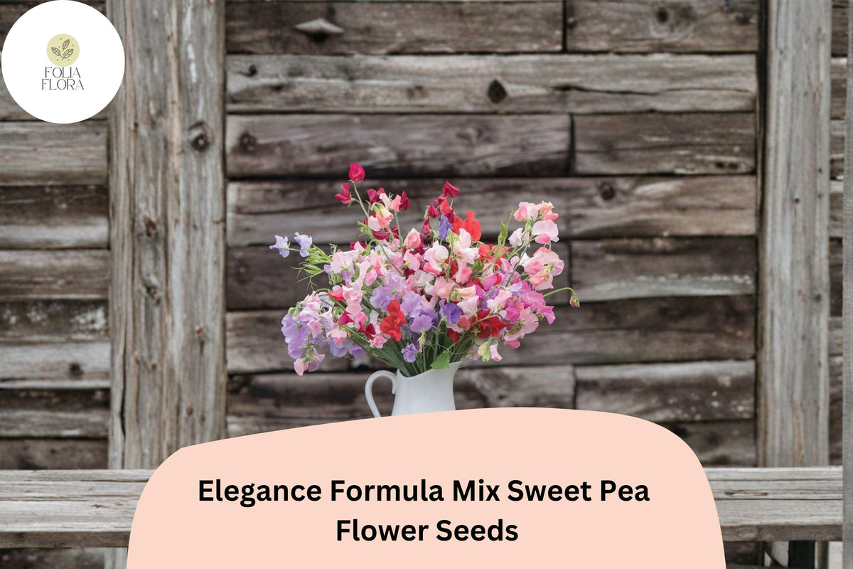 Elegance Formula Mix Sweet Pea Seeds – Colorful Climbing Vine (50 Seeds)