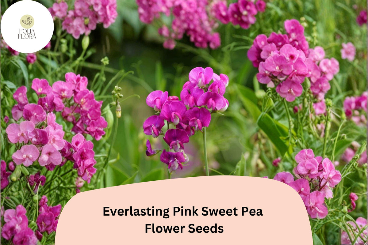 Everlasting Pink Sweet Pea Seeds - Perennial Climbing Vine (50 Seeds)