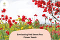 Red Sweet Pea Seeds - 50 Perennial Climbing Vine Seeds for Trellises