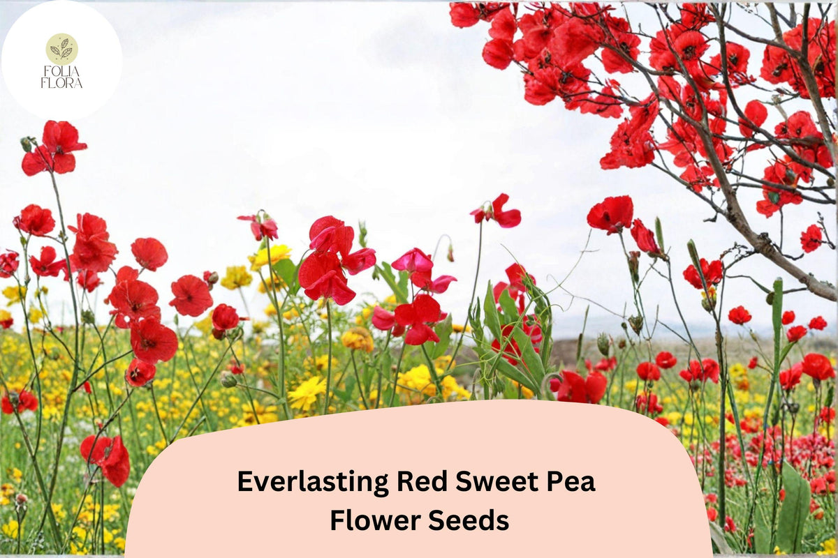 Red Sweet Pea Seeds - 50 Perennial Climbing Vine Seeds for Trellises