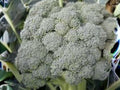 Waltham 29 Broccoli Seeds | Heirloom Cold Hardy | 500 Seeds