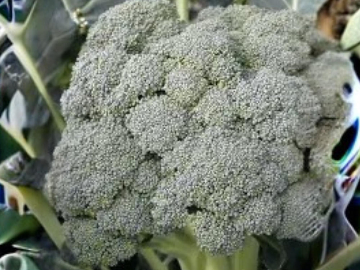 Waltham 29 Broccoli Seeds | Heirloom Cold Hardy | 500 Seeds