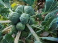 Catskill Brussels Sprouts Seeds – Heirloom, Cold Hardy, Compact Plants – 500 Seeds