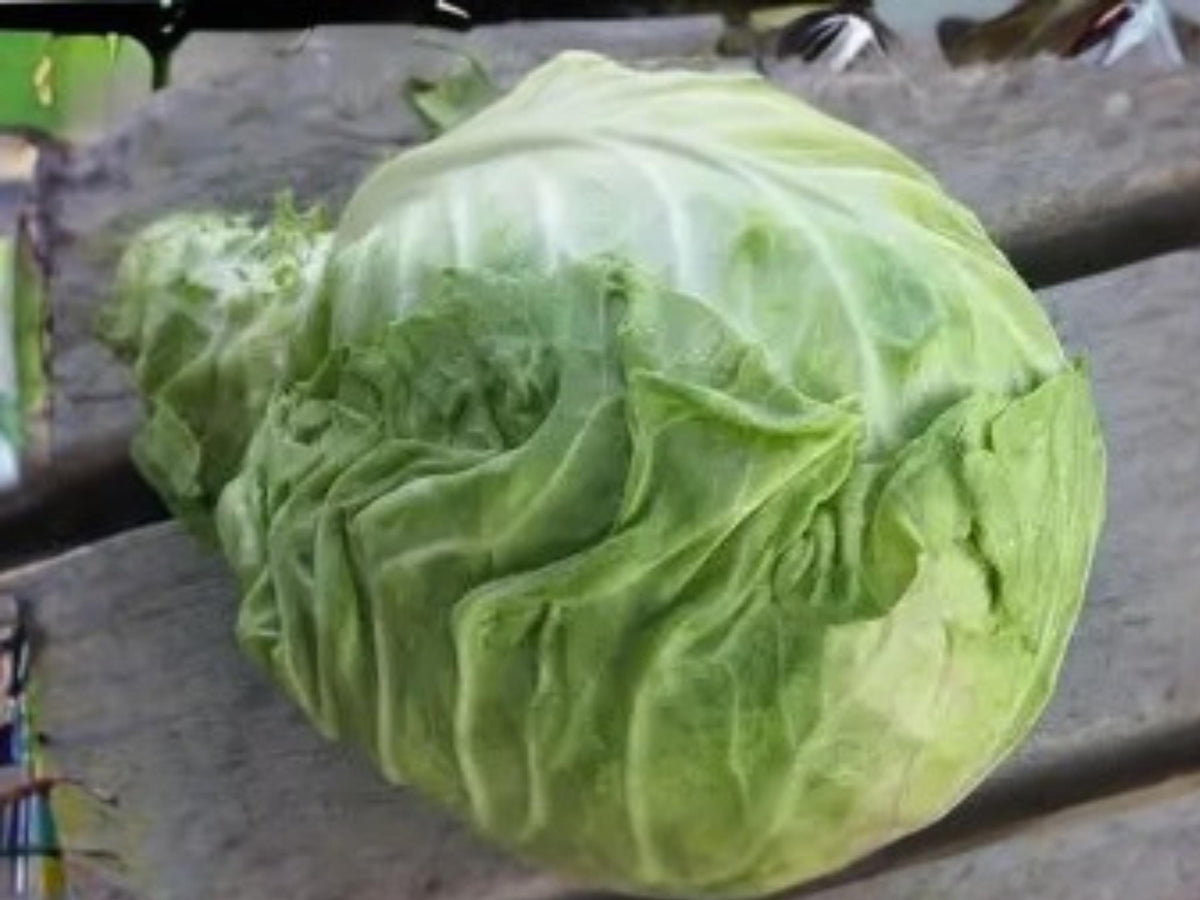 Copenhagen Market Cabbage Seeds | Heirloom Early Cabbage | 500 Seeds