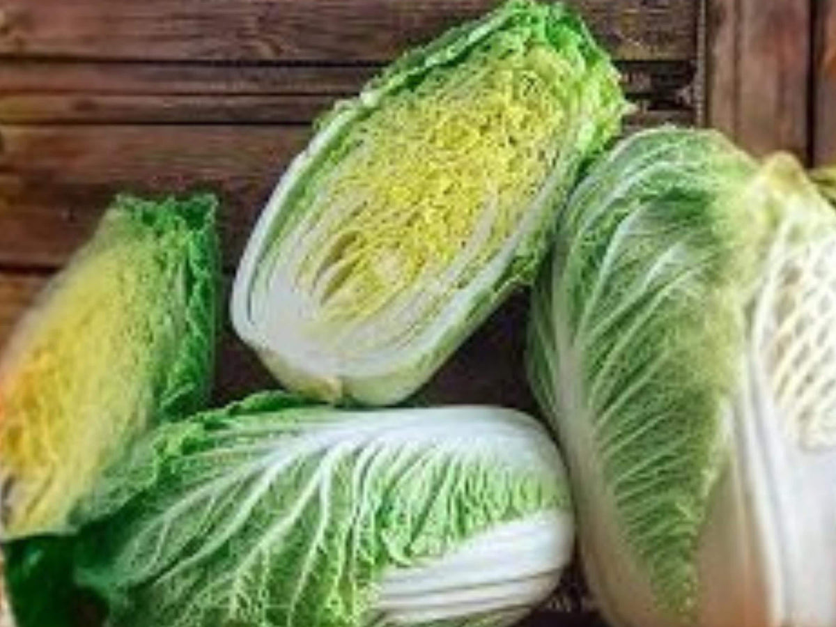 Chinese Cabbage Matsushima Seeds – Napa Type Asian Vegetable, 300 Seeds