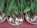 Wild Leek Ramp Seeds – 10 Allium tricoccum Woodland Heirloom Seeds