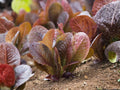 Rouge d'Hiver Lettuce Seeds - 1000 Heirloom Red Romaine Cold Hardy