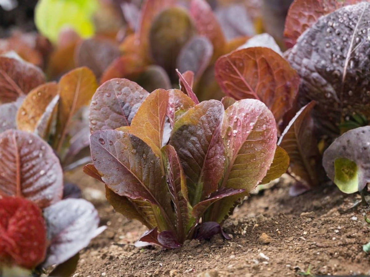 Rouge d'Hiver Lettuce Seeds - 1000 Heirloom Red Romaine Cold Hardy