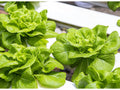 Buttercrunch Lettuce Seeds – 1000 Heirloom Butterhead Seeds for Planting