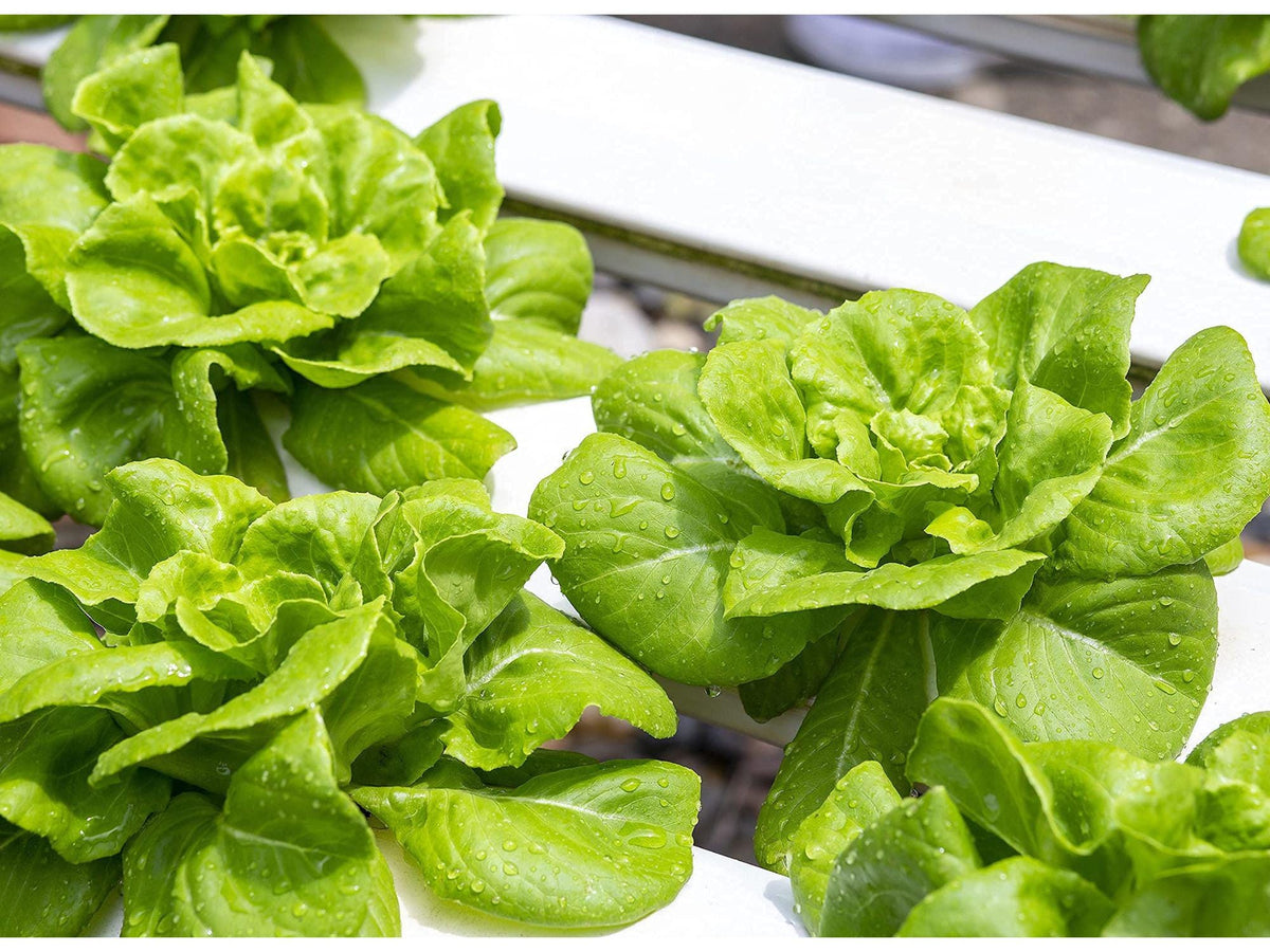 Buttercrunch Lettuce Seeds – 1000 Heirloom Butterhead Seeds for Planting