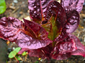Heirloom Red Romaine Lettuce Seeds - 1000 Cos Vegetable Seeds for Planting