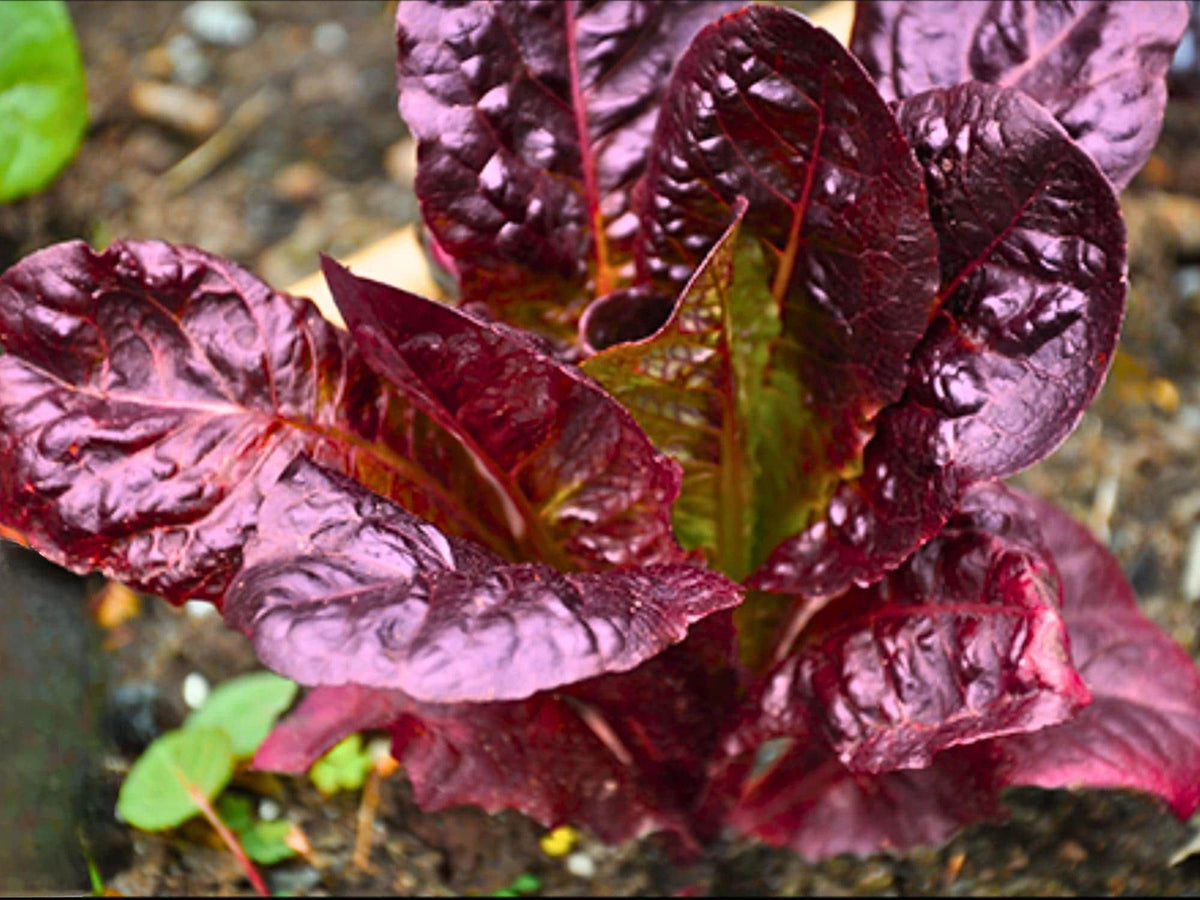 Heirloom Red Romaine Lettuce Seeds - 1000 Cos Vegetable Seeds for Planting